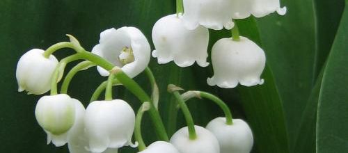 1er mai = muguet