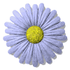 Petite Fleur