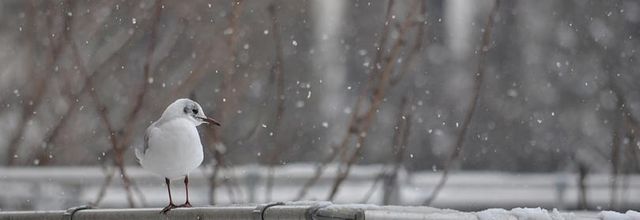 Paris : Mouette rieuse sous la neige
