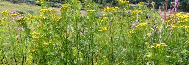 Tanacetum vulgare  -  tanaisie