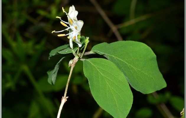 Chèvrefeuille ou Camérisier à balais (Lonicera xylosteum) - Pic d'Aillo - Sauveterre de Comminges / Régades - 31