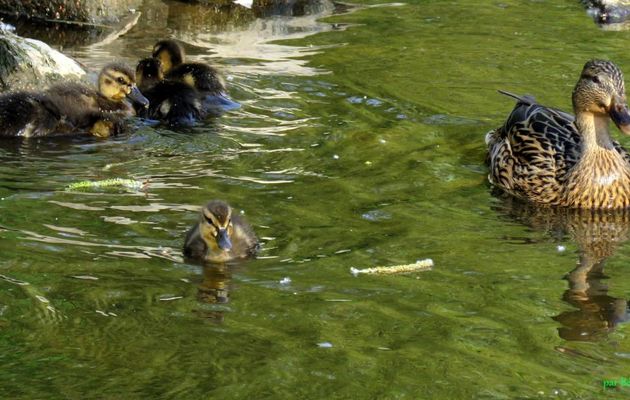 une famille canard