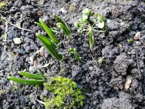 ... ça pousse...déjà!