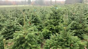 EB - Le recyclage des sapins de Noël...
