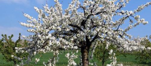 Rando des cerisiers en fleur à Bessanay