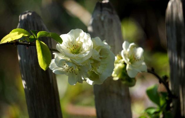 Arbustes à fleurs