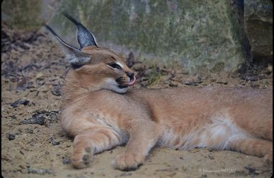 La Ménagerie : Kyan, Shadi, Olya nos petits Caracal ont bien grandi