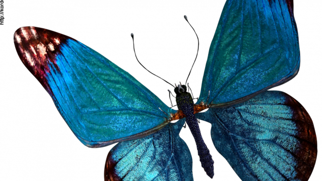 Tube de papillon bleu (image-render)