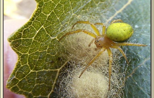 Araignée courge (Araniella cucurbitina) - La Couarde-sur-Mer - Ile de Ré - 17