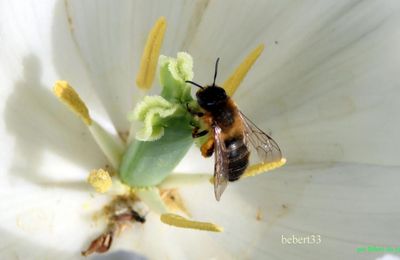 une abeille qui ...