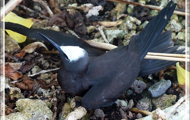 Jeunes Noddis noirs, Black Noddy (Anous minutus) - Ile aux oiseaux - Vers la passe sud Tumakohua (Tetamanu) - Atoll de Fakarava - Tuamotu - Polynésie française