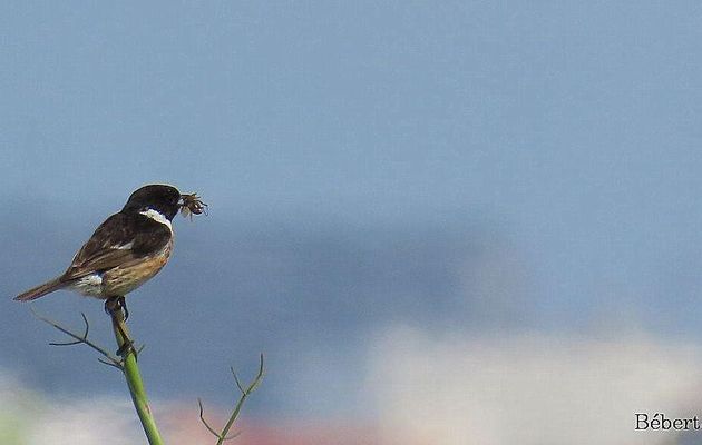 des oiseaux qui ...