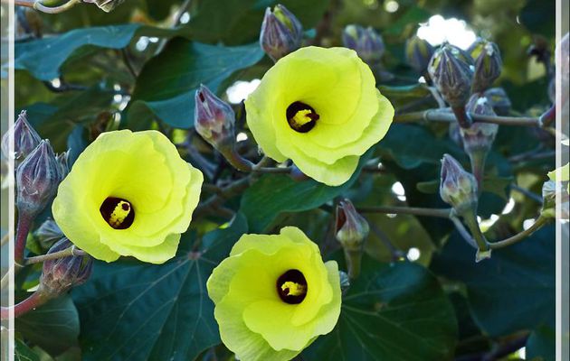 Je m'épanouis jaune le matin et meurs pourpre dans la même journée, je suis l'hibiscus sauvage Hibiscus de mer ou Ketmi à feuilles de tilleul (Hibiscus tiliaceus) - Huahine - Polynésie française