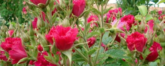 'F.J.Grootendorts'