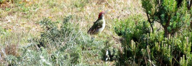 un bel oiseau à Falésia 