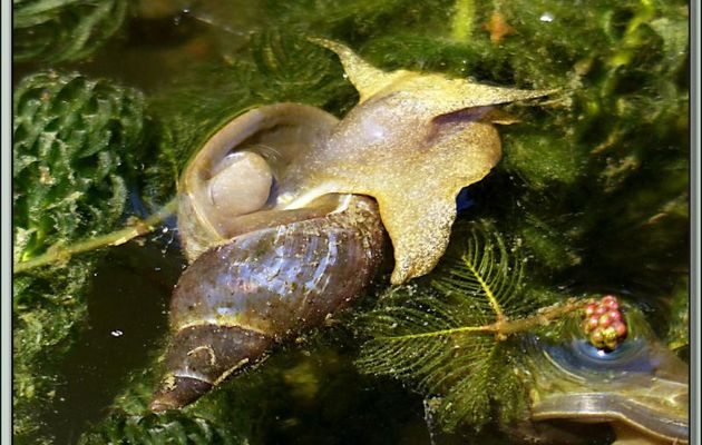 Grande limnée (Lymnaea stagnalis) - Lartigau - Milhas - 31
