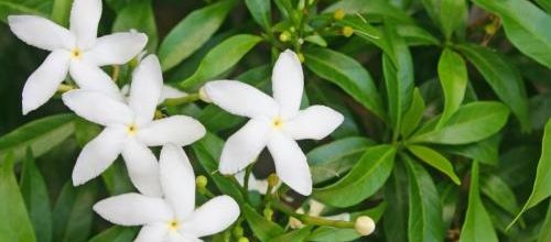 Le jasmin...