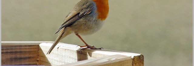 Rouge-Gorge (3) - Erithacus rubecula