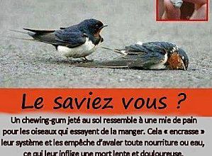 Nos amis les Oiseaux son en Danger (!!)