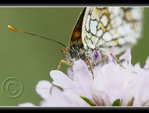 Mélitée des scabieuses (Melitaea parthenoides) - Nymphalidae