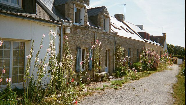 HOEDIC envahie par les rats