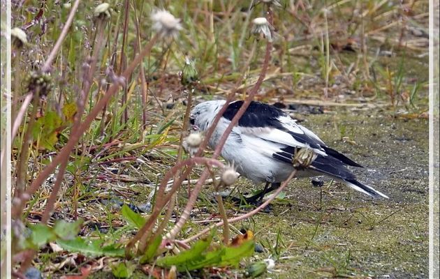 Bruant des neiges, Snow Bunting (Plectrophenax nivalis) - Sisimiut - Groenland