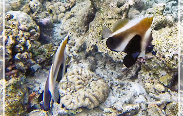 Snorkeling : Poisson cocher fantôme, Hénioche singulier, Phantom bannerfish, Indian ocean bannerfish (Heniochus pleurotaenia) - Moofushi - Atoll d'Ari - Maldives