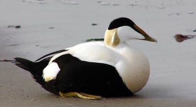 L'Eider à duvet