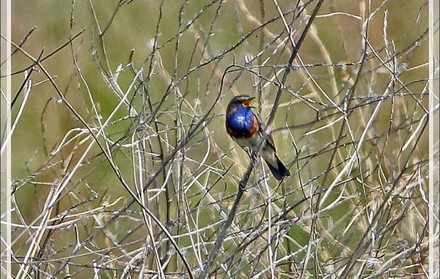 Déception : la seule photo et en plus très mauvaise, oiseaux éloignés, aucun de photographiable ! Gorgebleue à miroir, Bluethroat (Luscinia svecica) - Les Portes-en-Ré - Ile de Ré - 17