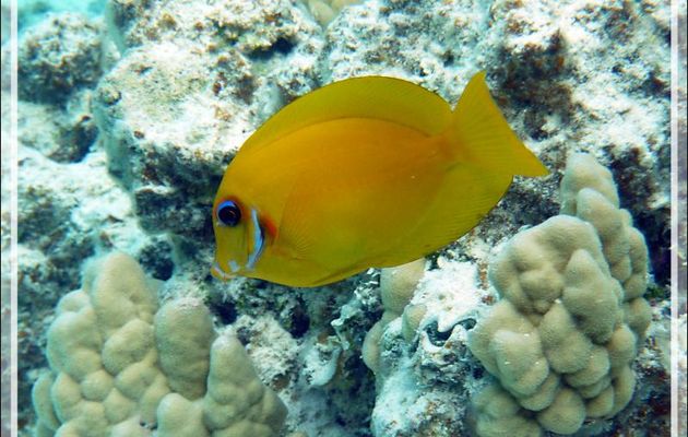 Chirurgien mimétique du Pacifique ou chocolat, Chocolate surgeonfish (Acanthurus pyroferus) - Lagon de la Pension Kuriri - Maupiti - Polynésie française