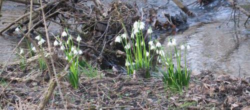 twilight magic - botanics, spring loaded