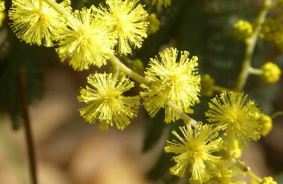 Balade mimosa...
