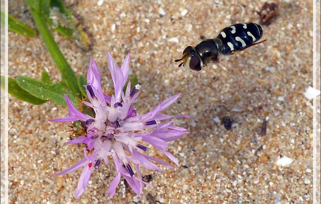 Mouche Syrphe pyrastre ou Syrphe du poirier (Scaeva pyrastri) - La Couarde-sur-Mer - Ile de Ré - 17
