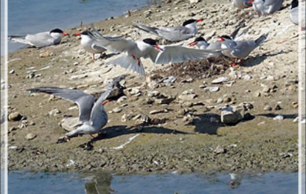 Nourrissage doublement raté pour la Sterne pierregarin, Common Tern (Sterna hirundo) - La Couarde-sur-Mer - Ile de Ré - 17