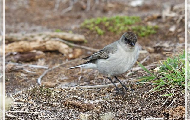 Dormilon bistré, Dark-faced Ground Tyrant (Muscisaxicola maclovianus) - New Island - Falkland (Malvinas, Malouines) - Grande-Bretagne