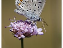 Azuré commun ( Polyommatus icarus) - Lycaenidae