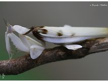 Mante Orchidée - Hymenopus coronatus
