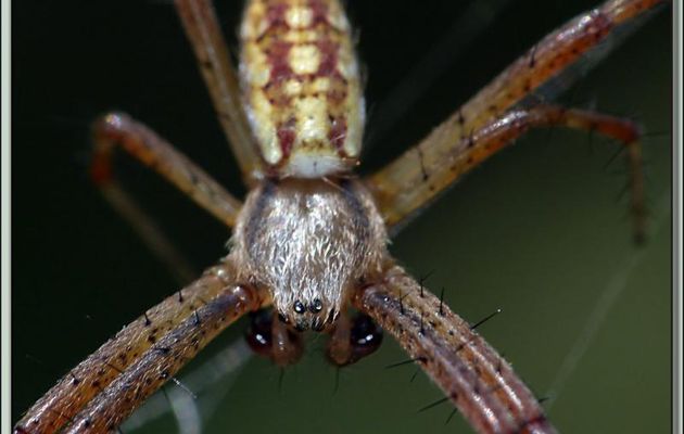 Araignée Argiope frelon ou Épeire fasciée (Argiope bruennichi) : le mâle - Verdun-sur-Ariège - 09