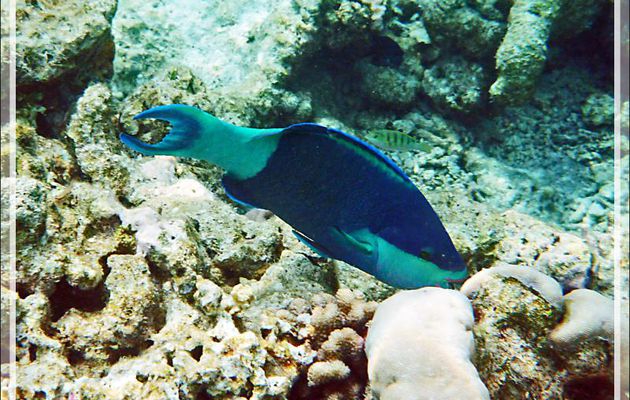 Perroquet à six bandes, Perroquet feuille-morte, Bridled parrotfish (Scarus frenatus) - Moofushi - Atoll d'Ari - Maldives