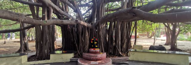 Yogamicale au Tamil Nadu :   Épisode 12 (le dernier)
