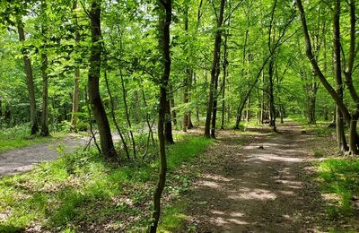 Circuit de Maisons-Laffitte : la forêt de Saint-Germain-en-Laye