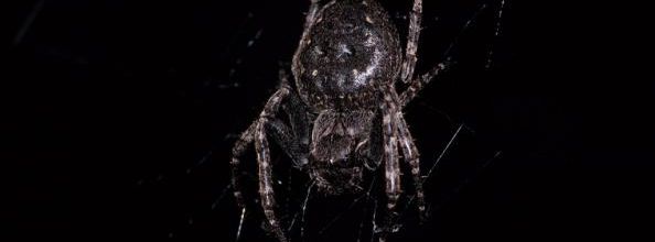 Araignée du soir...