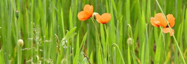 Papaver dubium  -  coquelicot douteux