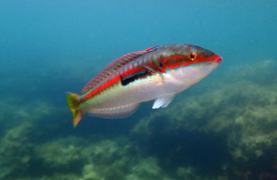 Plongée en eaux troubles au Cap Rousset