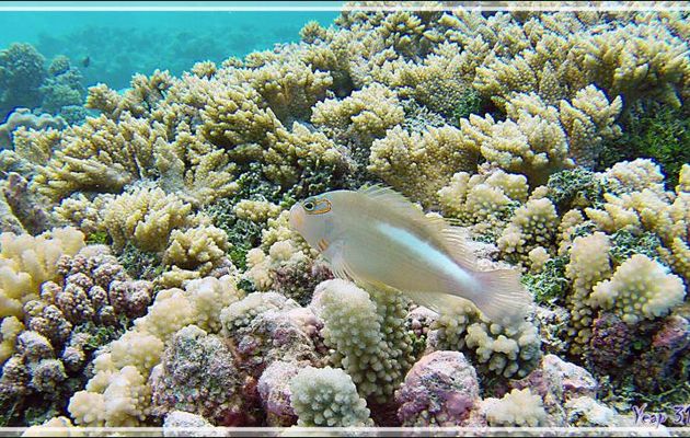 Épervier strié ou à arcade ou Poisson-faucon à tempe annelée, Arc-eye hawkfish or Ring-eye hawkfish (Paracirrhites arcatus) - Passe Tumakohua - Fakarava sud - Tuamotu - Polynésie française