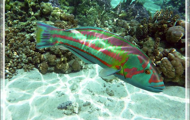 Girelle hublot, Surge wrasse (Thalassoma purpureum) femelle - Jardin de corail - Motu Tautau - Taha'a - Polynésie française