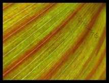 Feuille de Canna