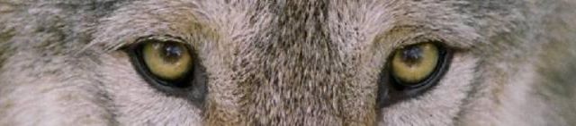Le loup 