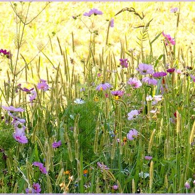 Un avant goût de paradis.
