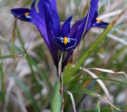 Fidèle Iris reticulata